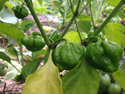 Scotch Bonnet Peppers in green stage are also used in Haitian cooking.